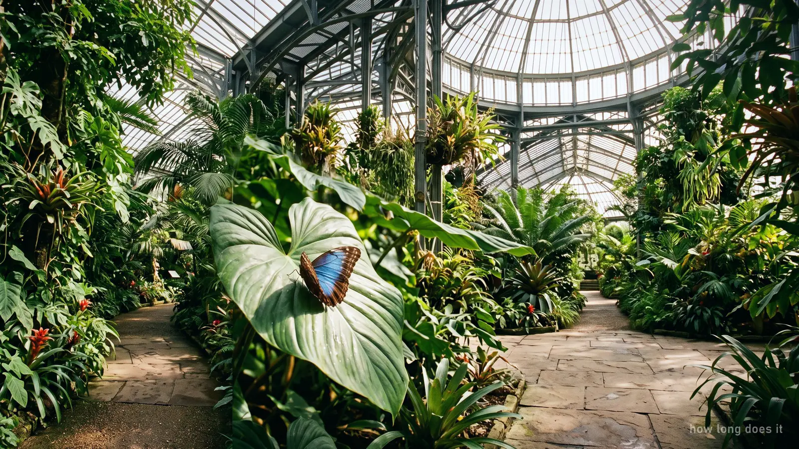 A butterfly resting on a leaf inside the tropical glasshouse in the Burggarten, Vienna