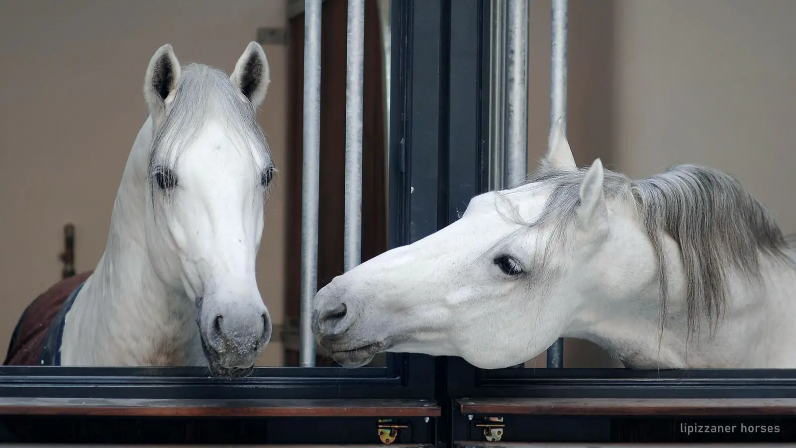Deux étalons lipizzans regardant hors de leur box dans la Stallburg, à Vienne (photo de l'offre de réservation)