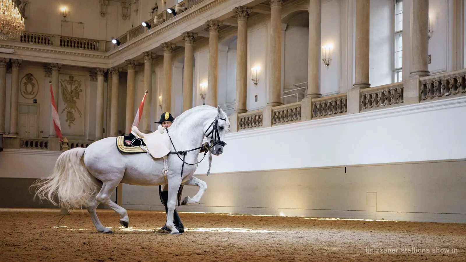 A Lipizzaner stallion standing in the Winter Riding School, Vienna — photo from the booking listing