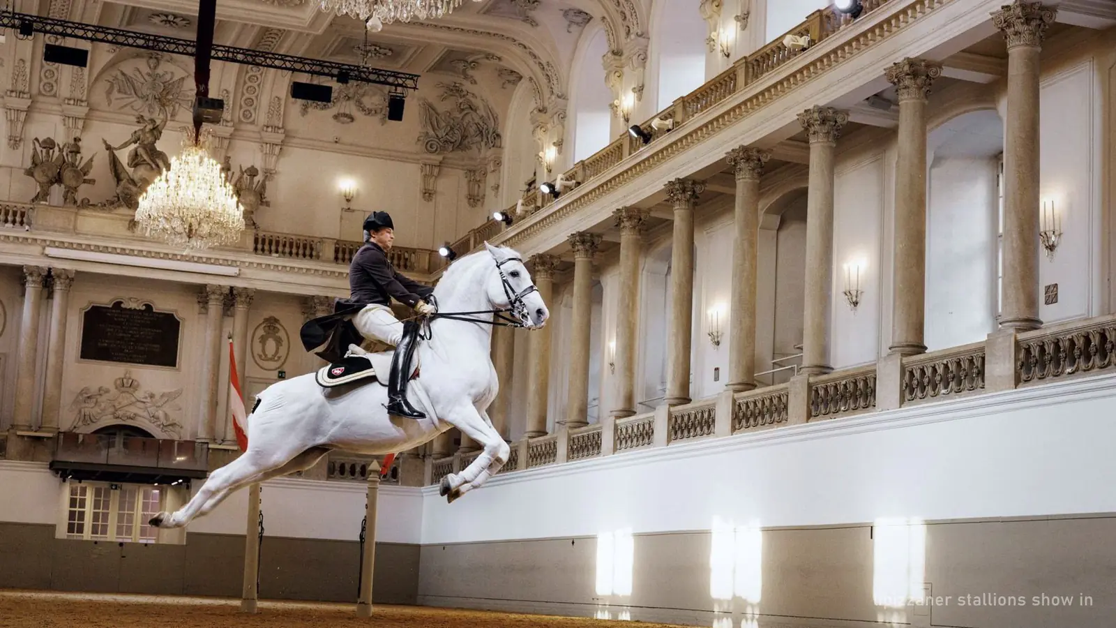 A Lipizzaner stallion performing a levade in the Winter Riding School, Vienna — photo from the booking listing