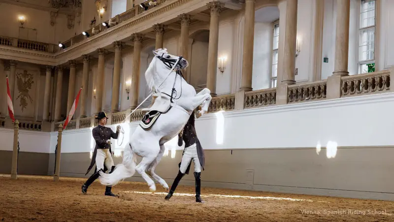 Två lipizzanerhingstar som utför ett luftsprång i Vinterridskolan i Wien — foto från bokningssidan